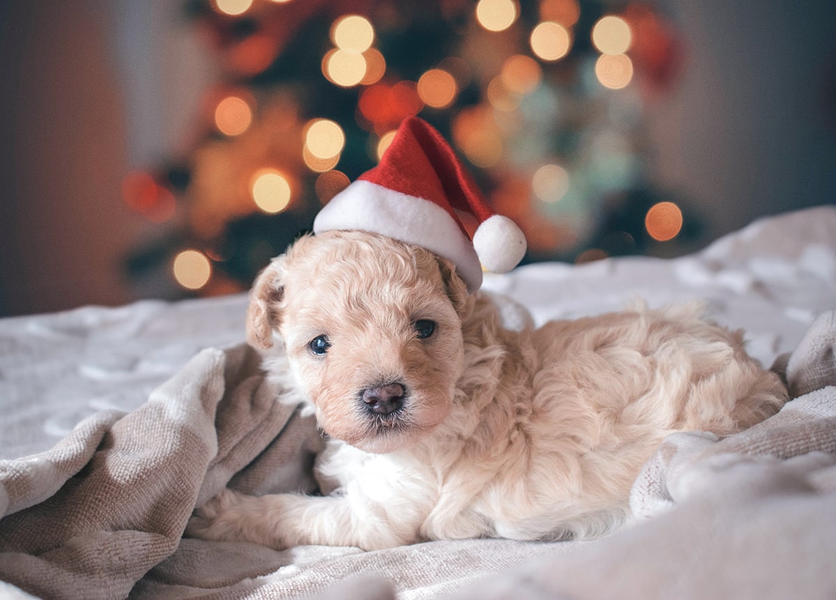 クリスマスの犬