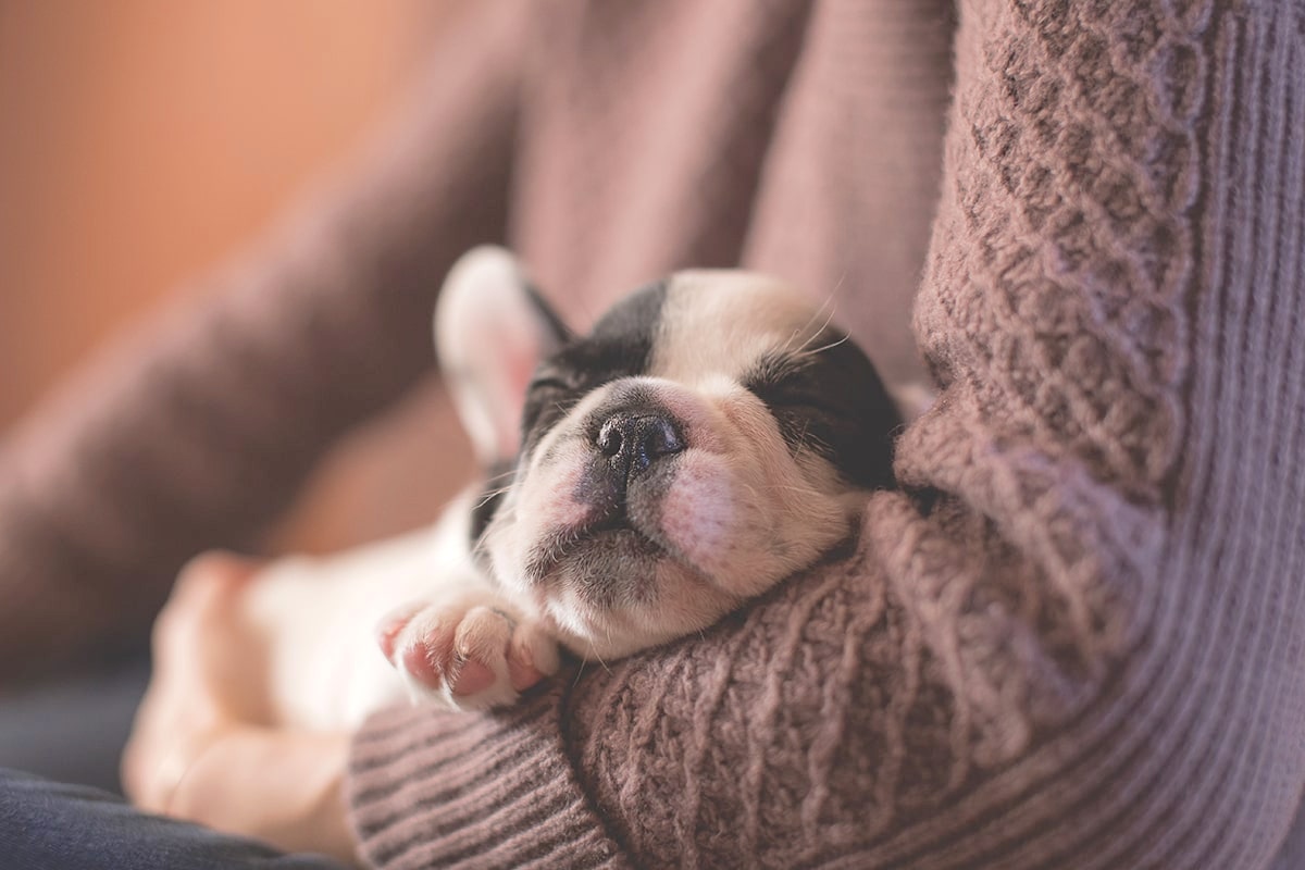 リラックスしている犬